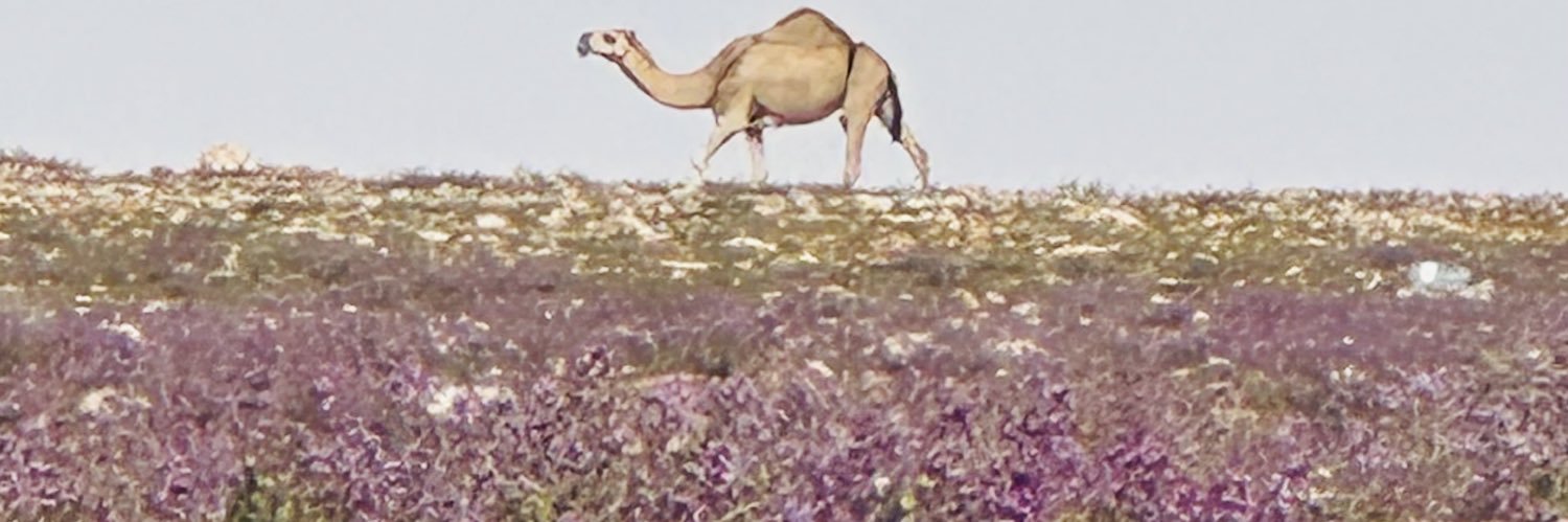sal99_s's profile banner image