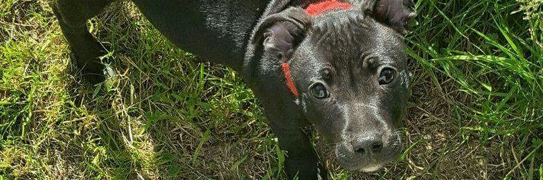 Staffordshire Bull Terrier banner