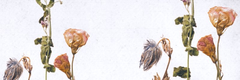 spookoume's profile banner image