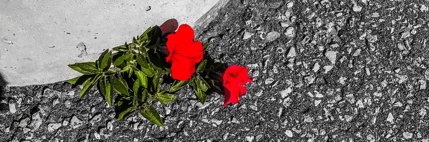 CedEllis's profile banner image