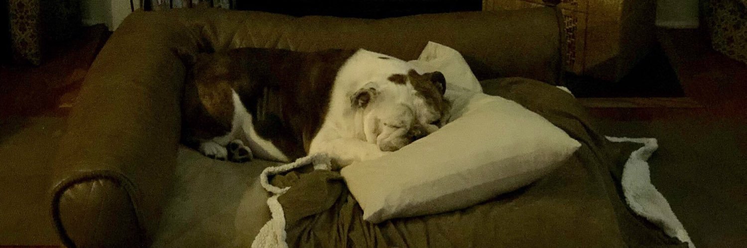 BulldogChloe's profile banner image