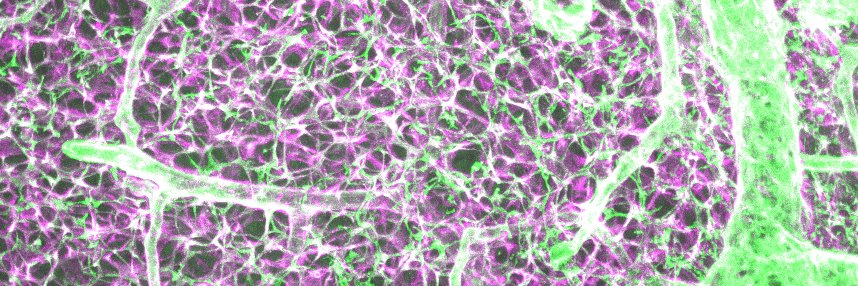 Dr Sophie Acton banner