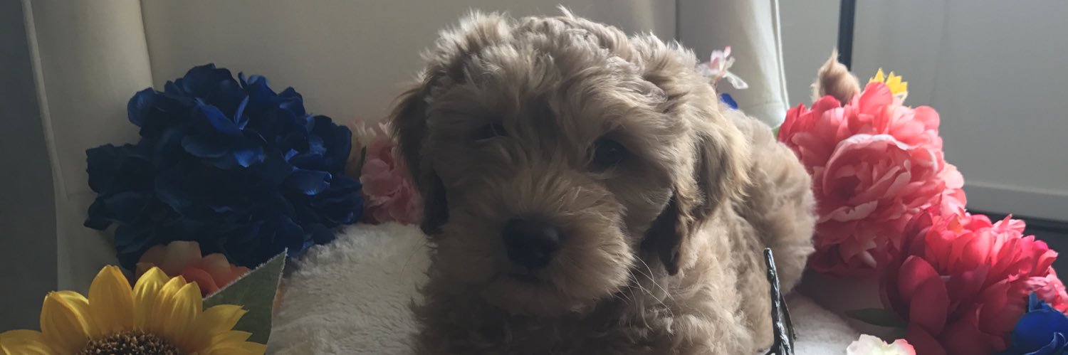 Prince Disarming 🏳️‍🌈 banner