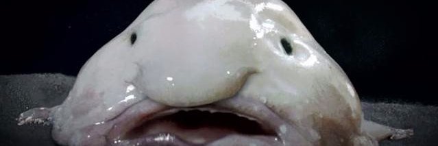 SomeMightSayNI's profile banner image