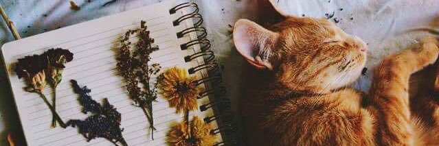 putrindhS's profile banner image