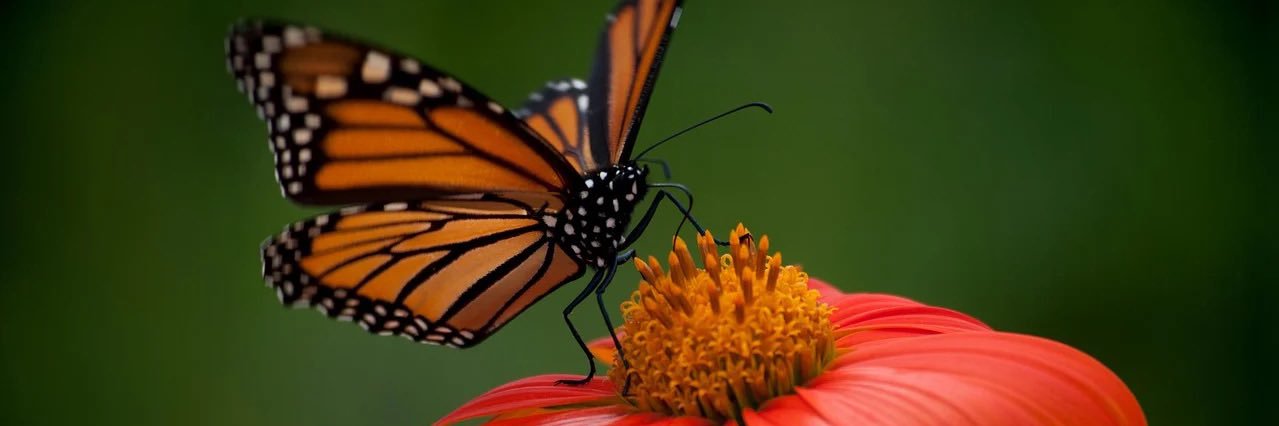 Géraldine Felix banner