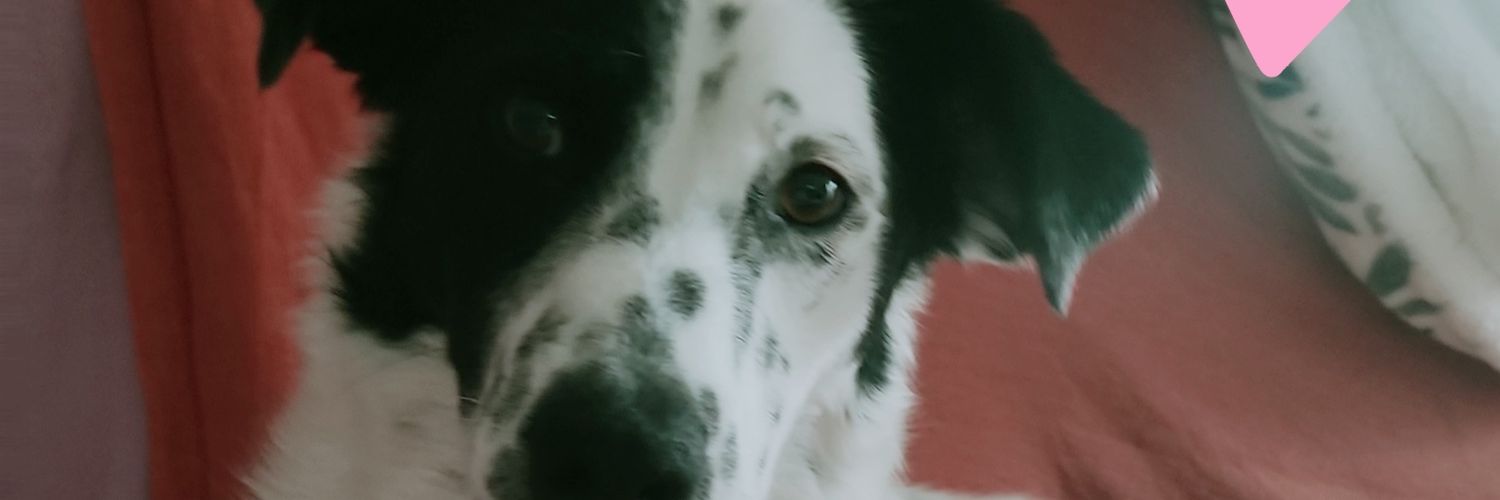 Daisy🐶 Maia🐕😇 and Cindy🐕😇 banner