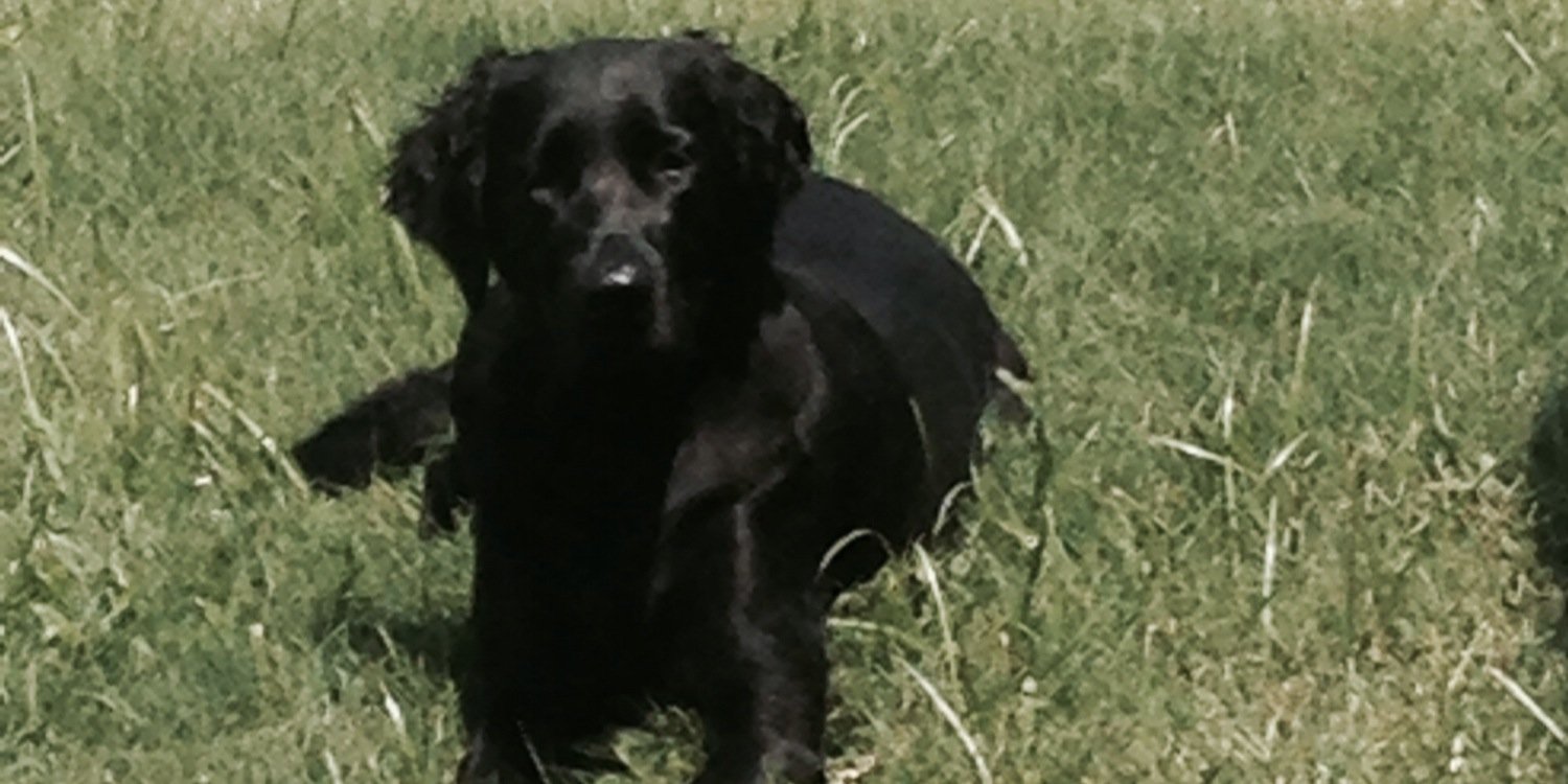 DrJennShaver's profile banner image