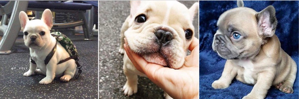 TopDogsOfInsta's profile banner image