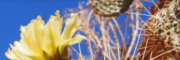 realDannyNelson Profile Banner