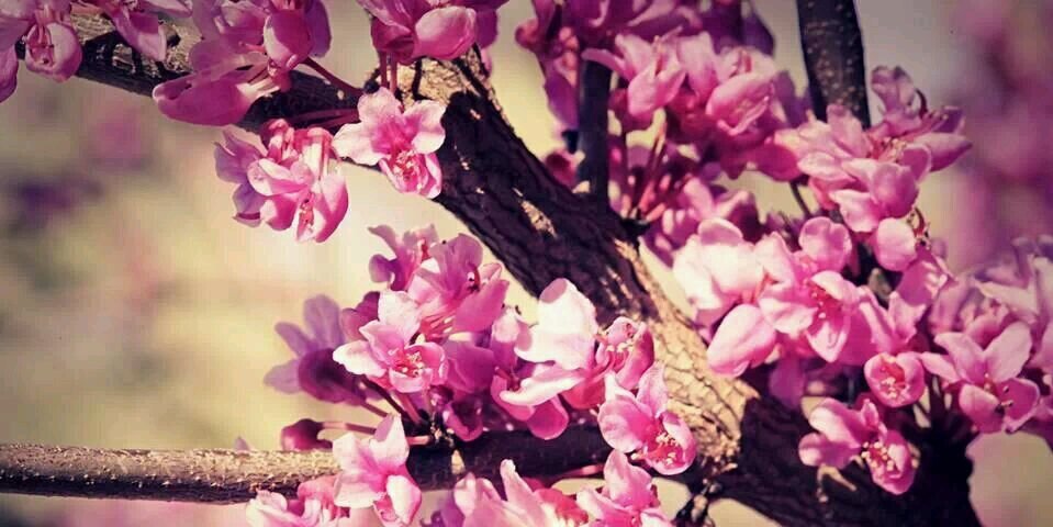samahAliRajab's profile banner image