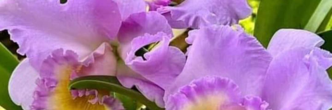 Neyda Fuenmayor banner