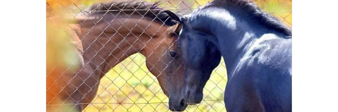 ess 💁🏻‍♀️ banner