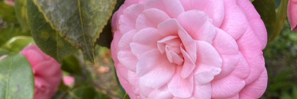 rubycat21 Profile Banner