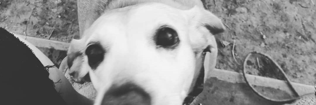 Fae_Dway's profile banner image