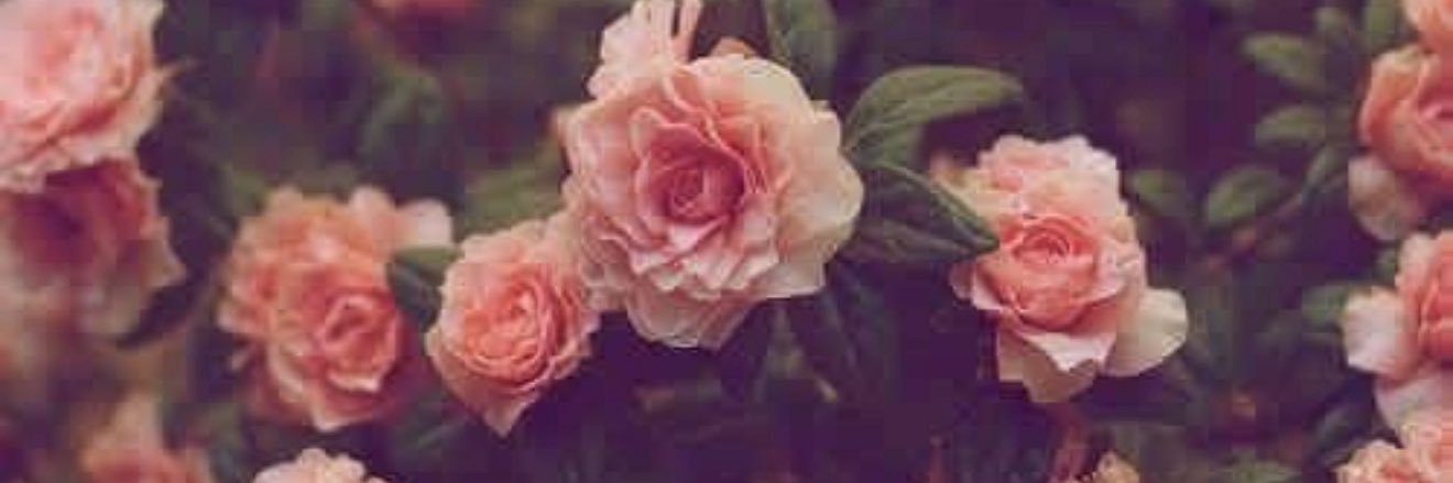 _Piiinkk_2's profile banner image