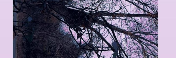 Lissett172's profile banner image