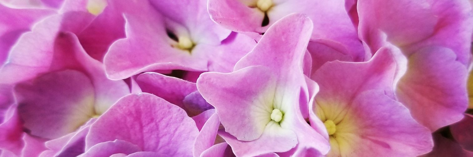 tamdihugs's profile banner image