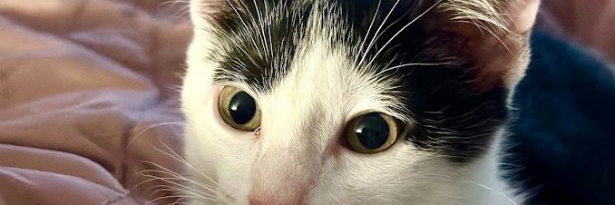 Catarina banner