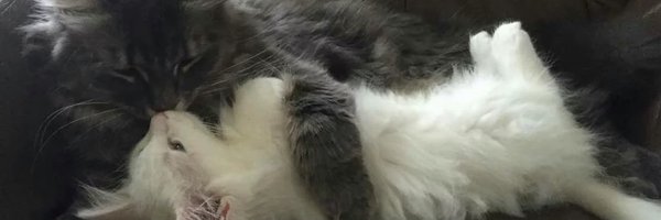 rasburry's profile banner image