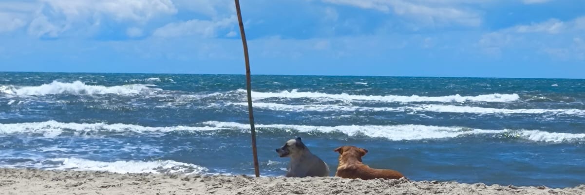 casseppjr's profile banner image