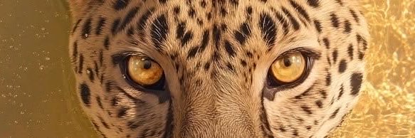 MariDellaMea's profile banner image