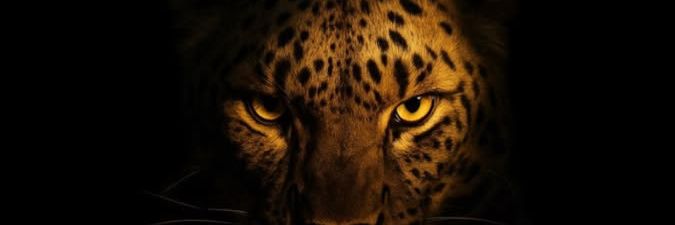 faelaaf's profile banner image