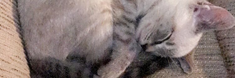 alfredsauceJr's profile banner image