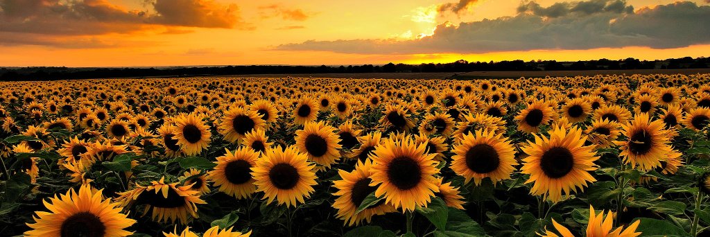 Green Party of STL banner