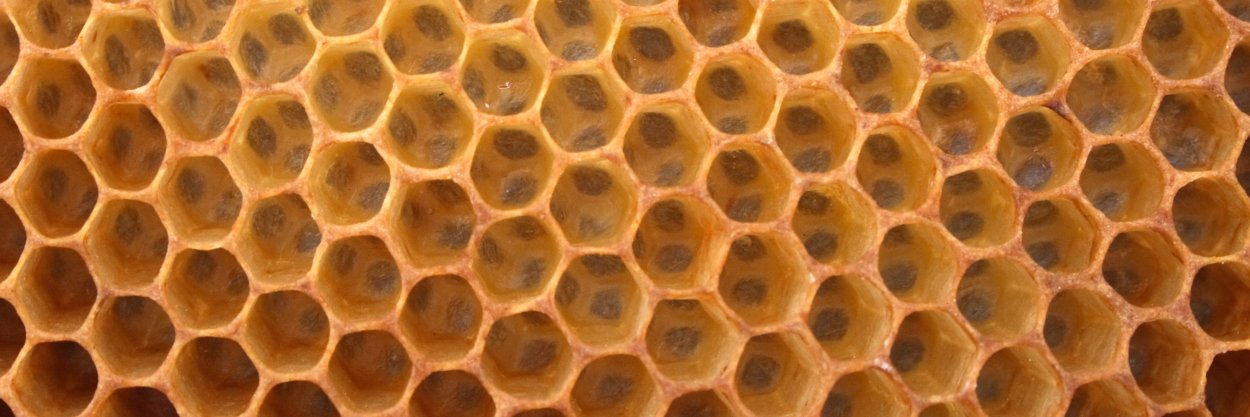 thehumofthehive's profile banner image