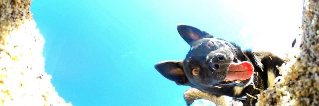 Poochy_Coo's profile banner image