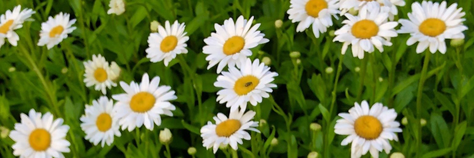 Paula 💚 🐾🧡🐾Daisy🌈🌉 banner