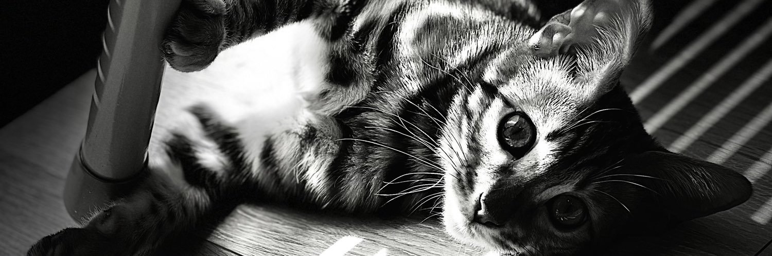 kusaneko's profile banner image