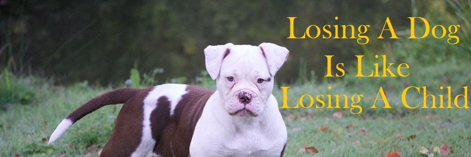 world_doglover's profile banner image