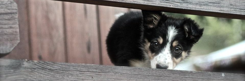 SoloEsUnPERRO banner