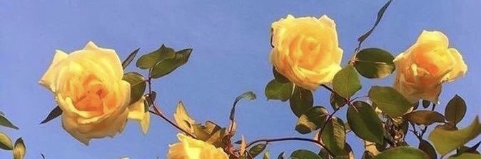 marenkateee's profile banner image