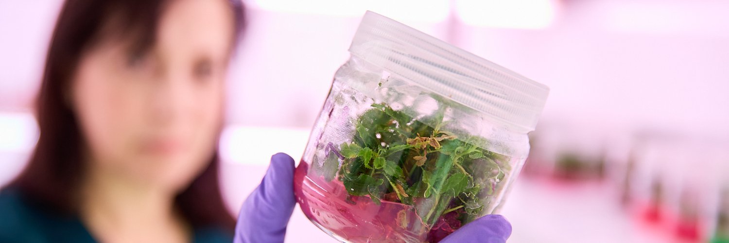 CIF de Lourizán banner