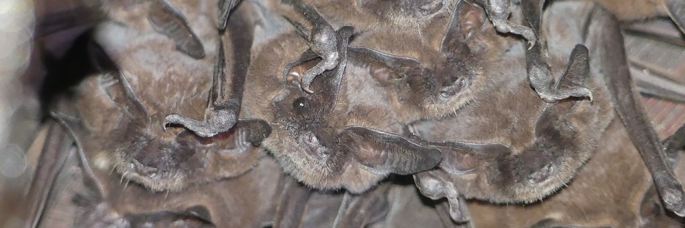 Muriel Dietrich banner