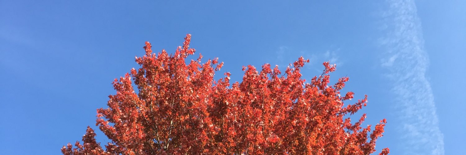 SenoraCalavera's profile banner image