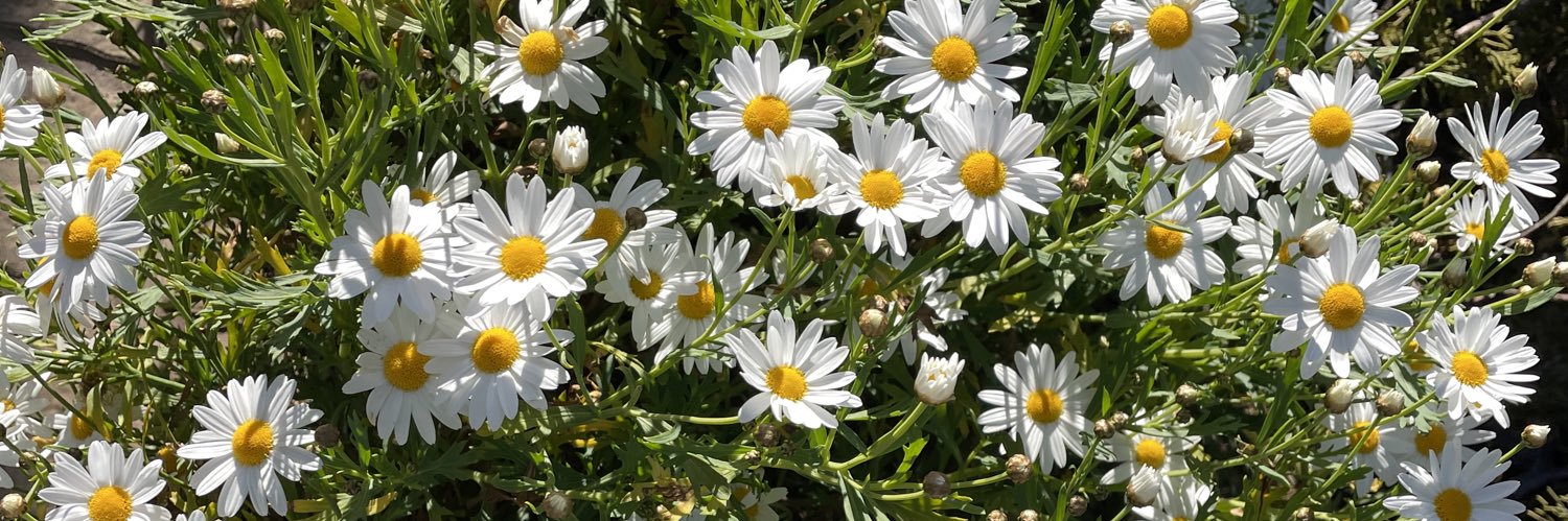 💜✨🌼¨̮ banner