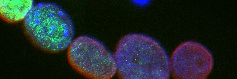 Developmental Neurosciences Dept ICH banner