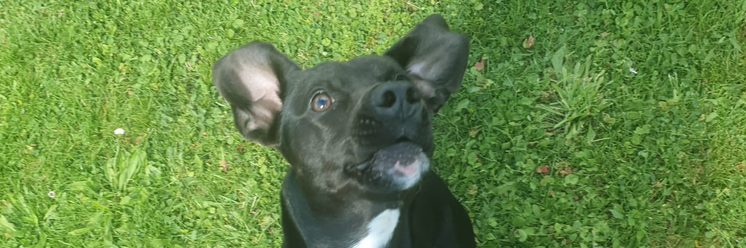 Danielsinho 🤝 banner