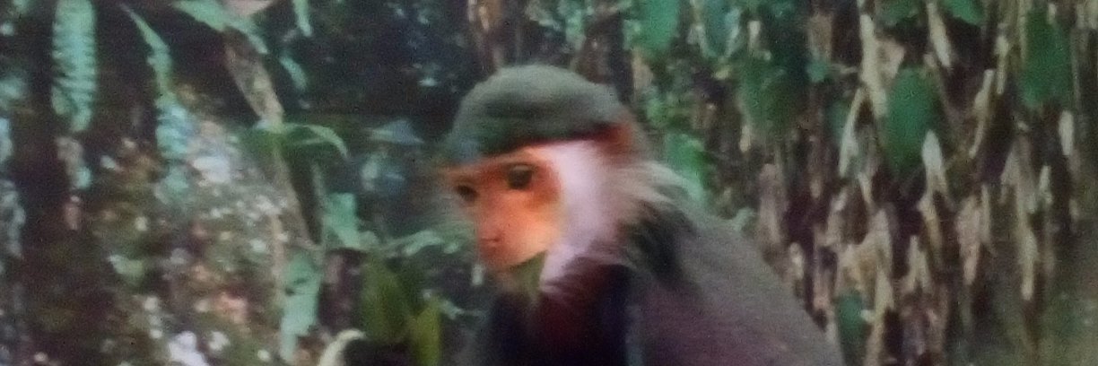 Scottish Catherine banner