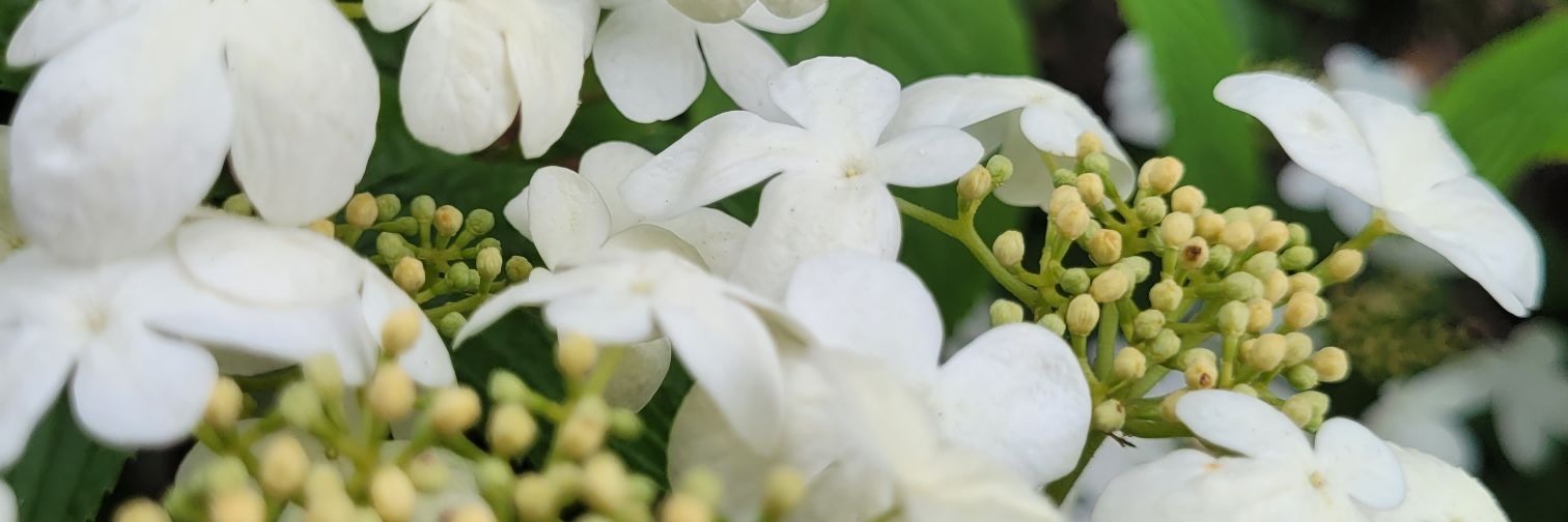 GreenfieldGreen's profile banner image