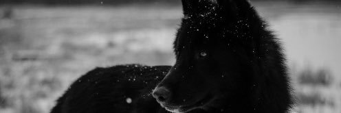 _Mer_Girl__'s profile banner image
