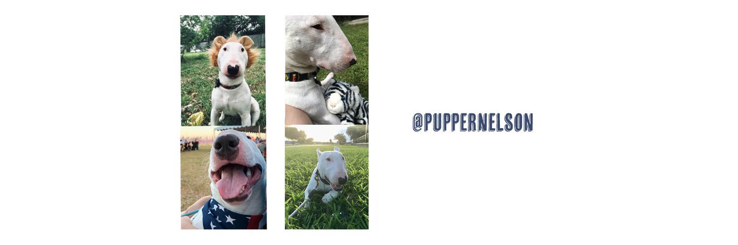 🐶 NELSON's banner