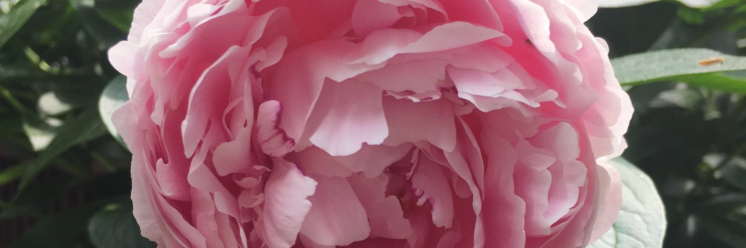 amy_dimenna's profile banner image