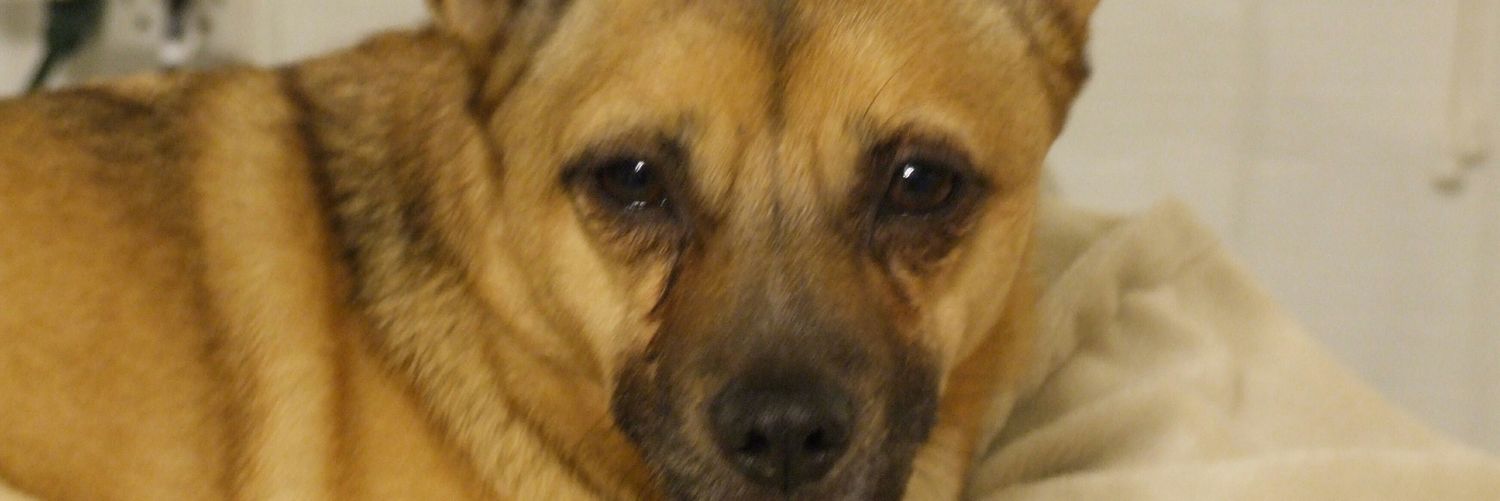 DeeRainey2's profile banner image