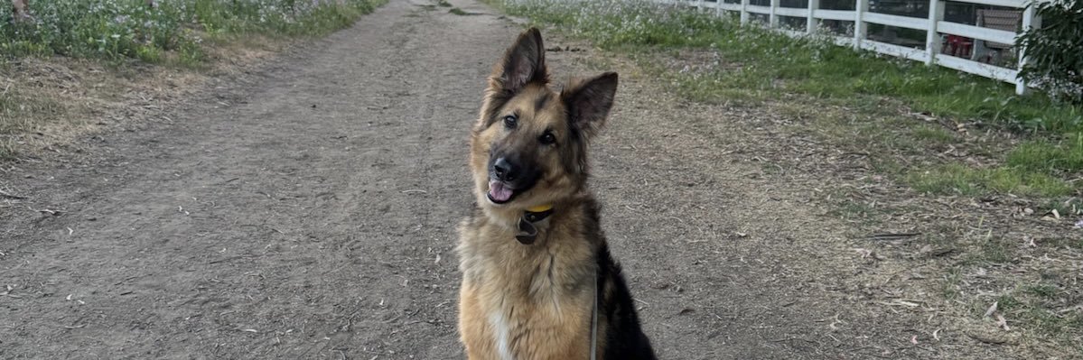 michaelangelo banner