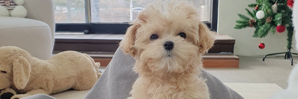ppppeache's profile banner image